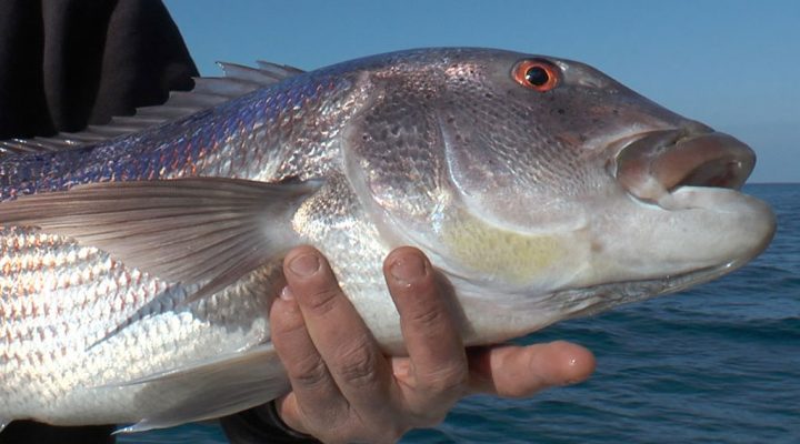 Pêche au denti en Corse