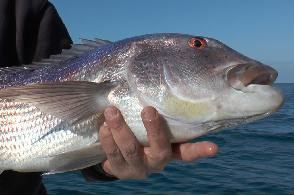 La pêche au Denti en Corse - Elmer TV