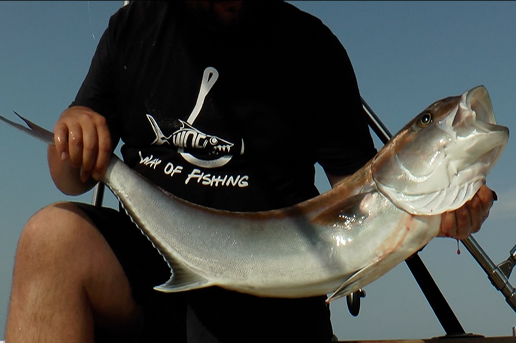 Sériole et barracuda en Méditerranée New