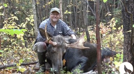 L’Appel de la Forêt – Chasse fine à l’orignal