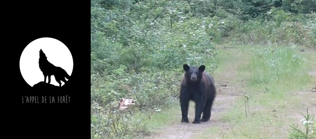 L’Appel de la Forêt – L’ours noir des Laurentides à l’arc