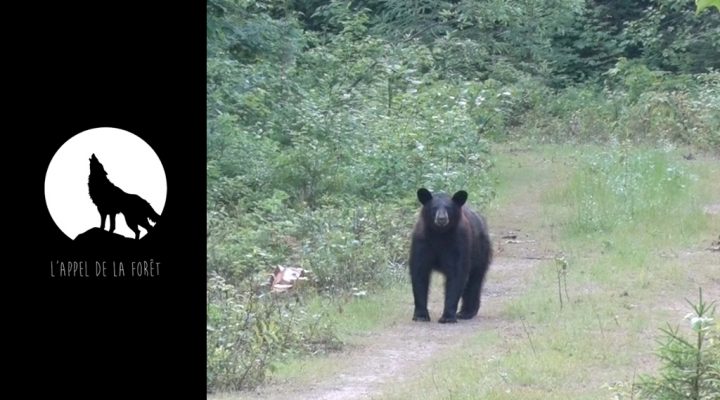 L’Appel de la Forêt – L’ours noir des Laurentides à l’arc