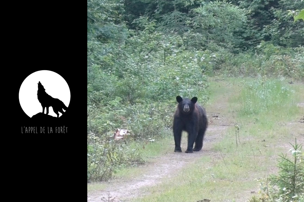 AF - ours noir des Laurentides