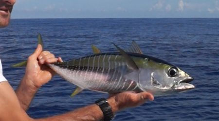 Bonites à Raiatea