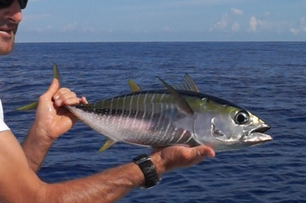 Bonites à Raiatea