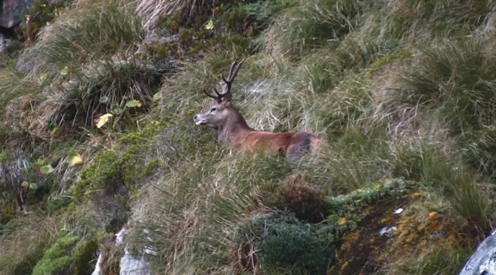 Fiordland, l’invasion du cerf