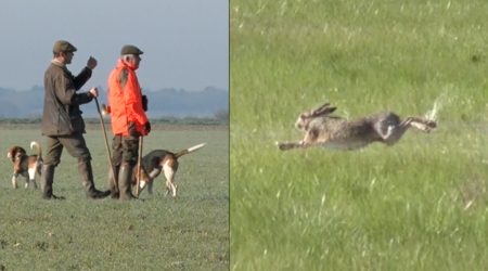 Lièvre des marais au chien courant