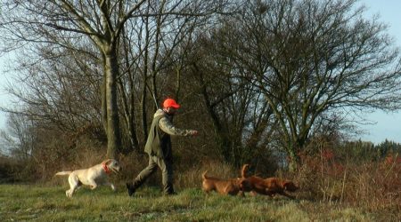 Lapins aux fauves de Bretagne et au labrador