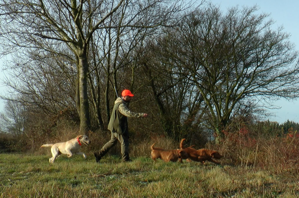 lapins-aux-fauves-de-bretagne-et-au-labrador