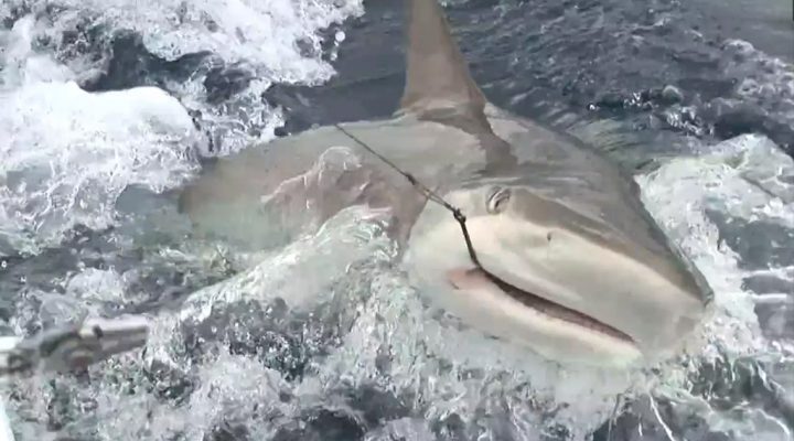 Pêche en Guadeloupe “Requin au vif…