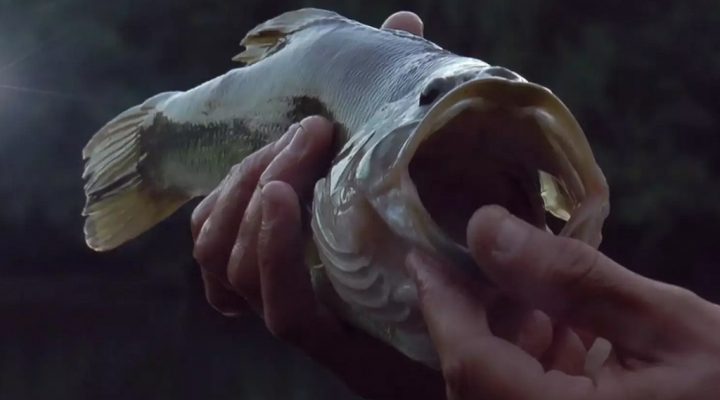 Pêche au black bass en float tube