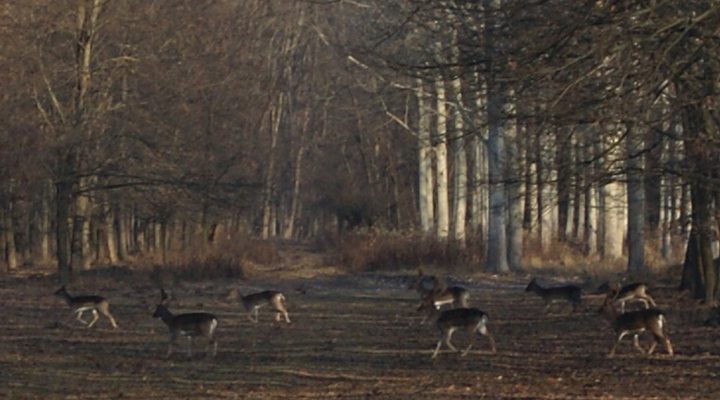 Chasse au daim et au chevrillard à l’approche