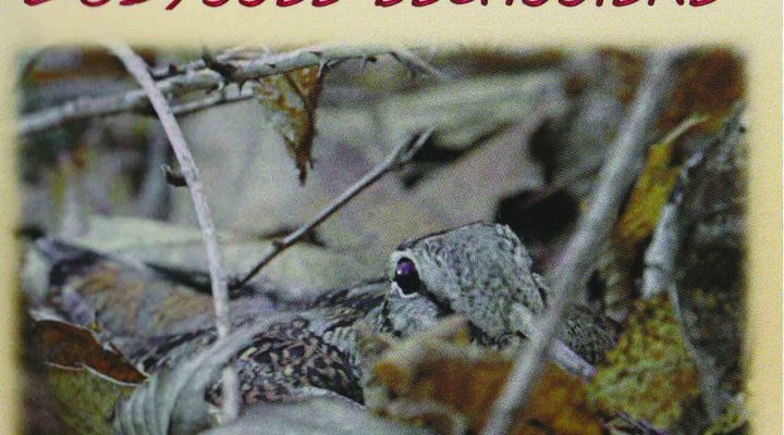 L’odyssée bécassière