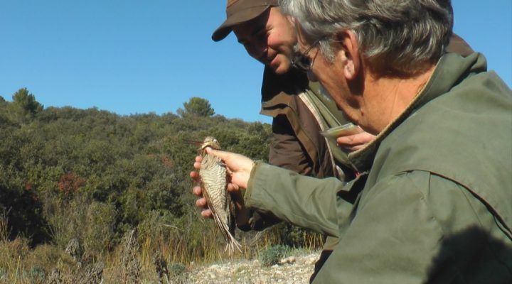 Bécasses des Alpilles