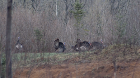 L’Appel de la Forêt – Chasse au dindon