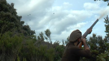 Chasse à la palombe au vol, la Corse