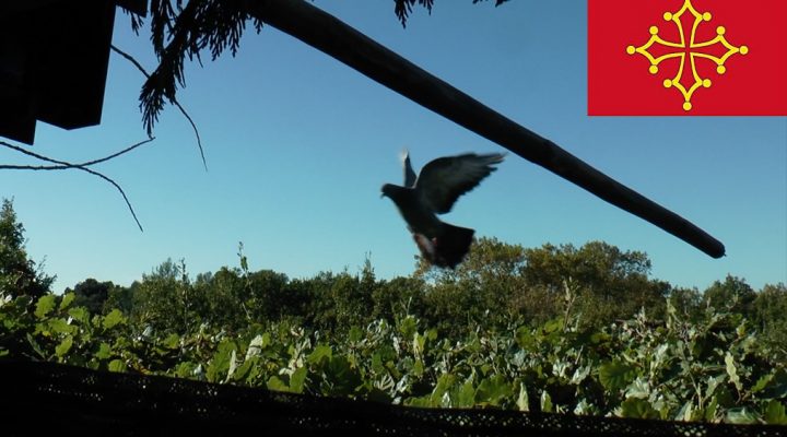 Chasse à la palombière, l’Occitanie