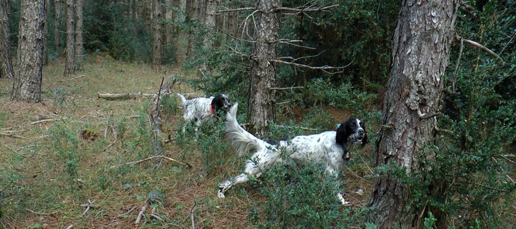Bécasses de France, Cévennes et Hérault