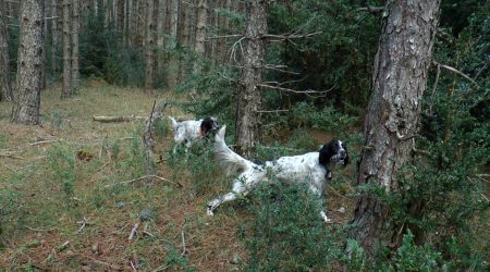 Bécasses de France, Cévennes et Hérault