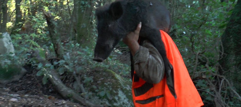 Chasseurs de sanglier “Best Of”