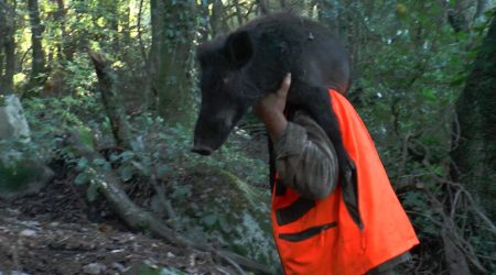 Chasseurs de sanglier “Best Of”