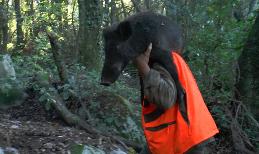 Chasseurs de sanglier compil