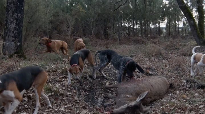 Gros gibiers au domaine du Ringat