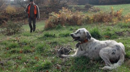 Chasse à la plume