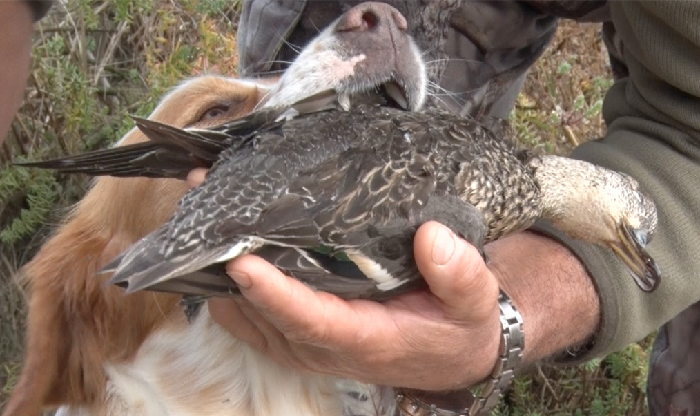 Canards à la tonne