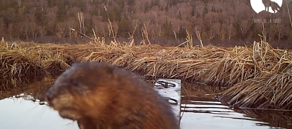 L’Appel de la Forêt – Trappe du rat musqué au printemps