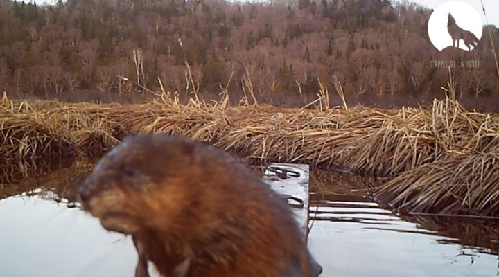 L’Appel de la Forêt – Trappe du rat musqué au printemps