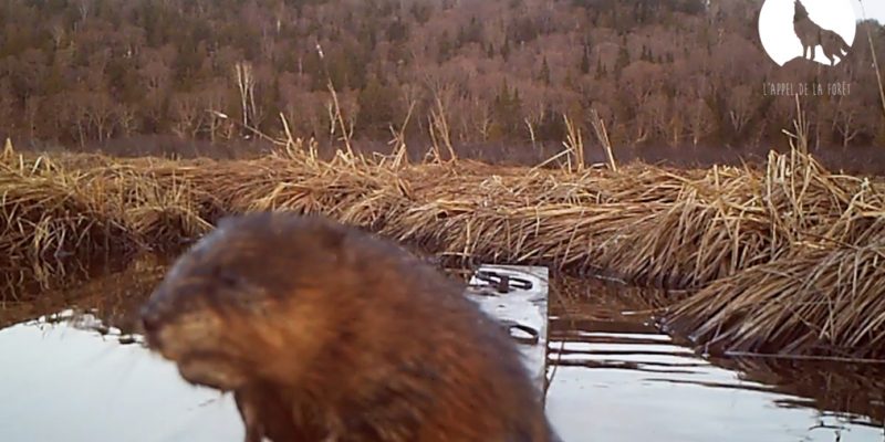 L’Appel de la Forêt – Trappe du rat musqué au printemps