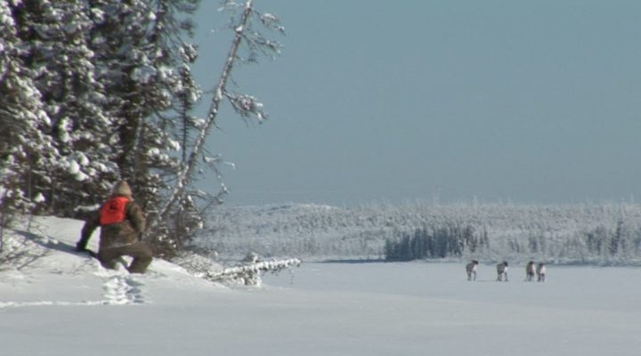 L’Appel de la Forêt – Sur la piste du caribou