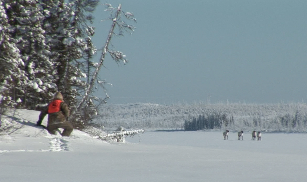 AF - Sur la piste du caribou