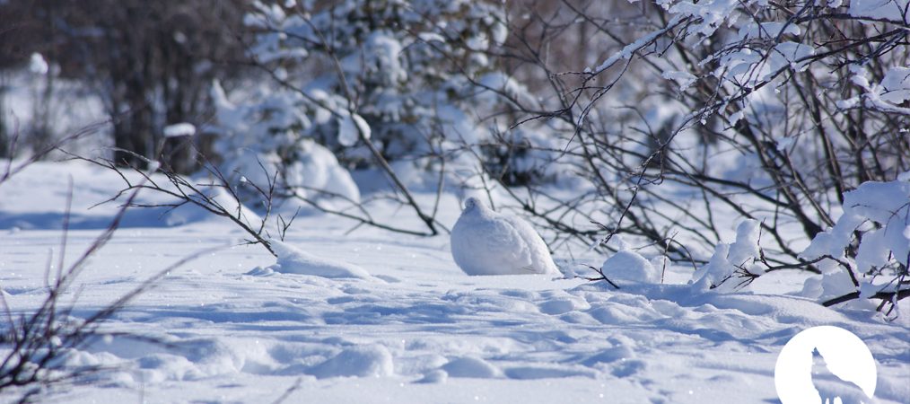 L’Appel de la Forêt – Le lagopède d’hiver