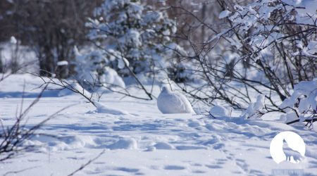 L’Appel de la Forêt – Le lagopède d’hiver