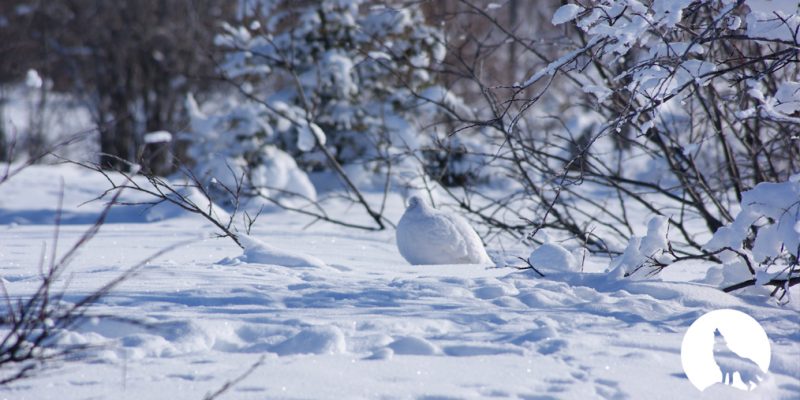 L’Appel de la Forêt – Le lagopède d’hiver